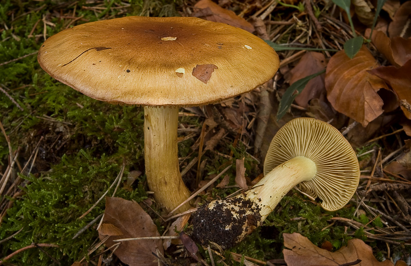 Cortinarius nanceiensis